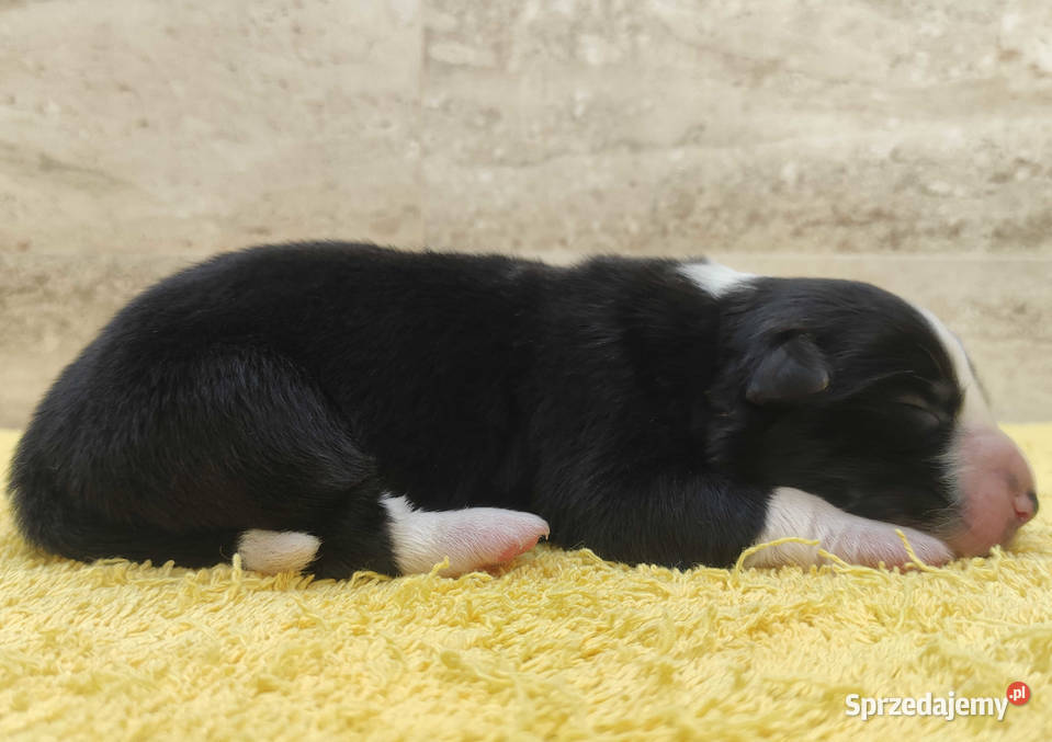 Suczka BORDER COLLIE z Hodowli Rasowa z pełną Iwonicz