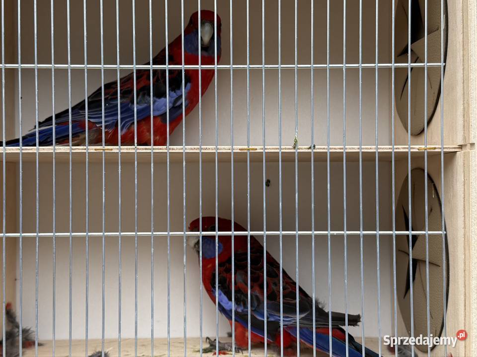 Rozella królewska Ptaki Suchy Bór sprzedam