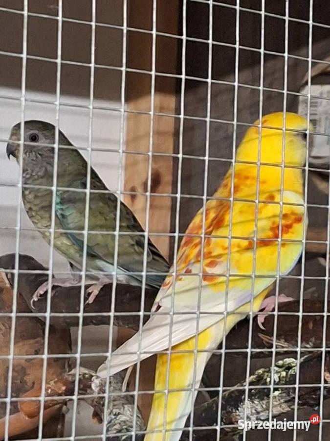 Papugi świergotki para legowa Żory