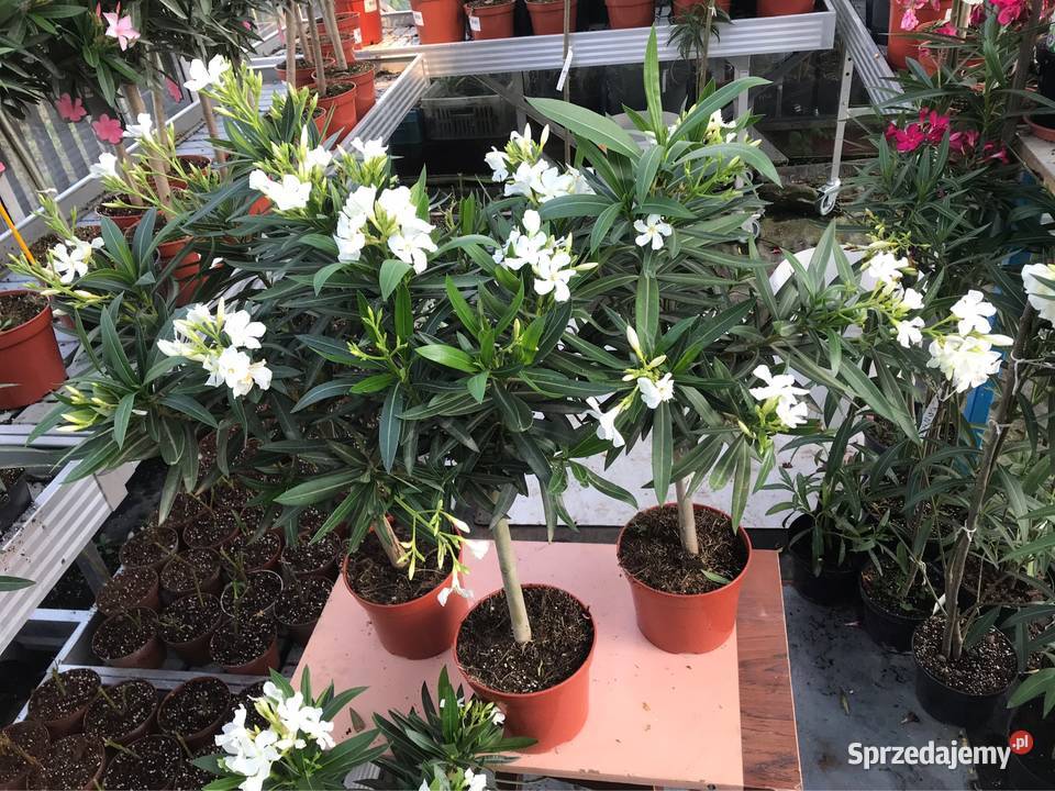 Oleander na pniu kwitnące Brzeźnica