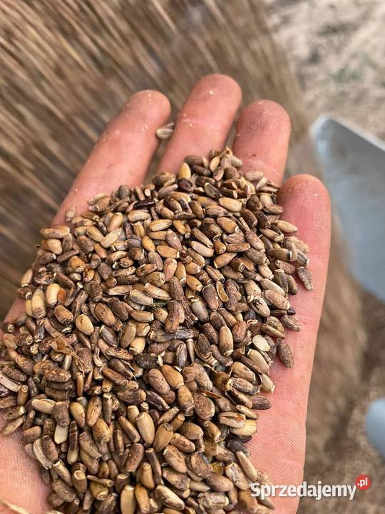 Ostropest plamisty ekologiczny Gościno