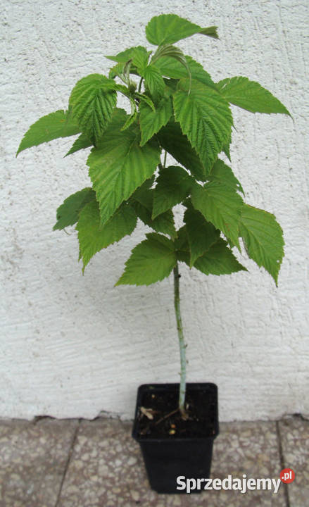 MALINA CZARNA Black Jewel sadzonki w doniczkach Ustronie