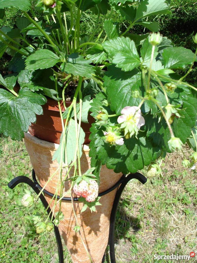 Donica ceramiczana 100 x 40 Mrozoodporna srojak Pozostałe dolnośląskie Jelenia Góra sprzedam