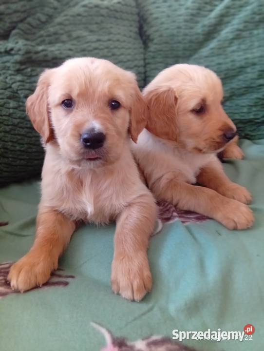 Golden retriever szczeniaki pieski Rusinowo sprzedam
