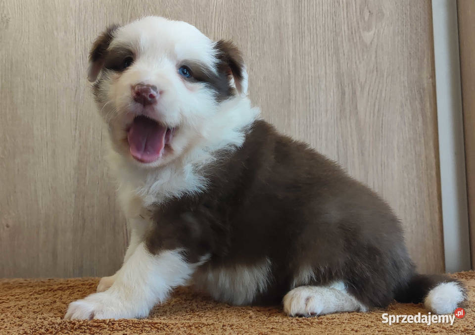 Rasowa suczka Border Collie z pełną dok Iwonicz