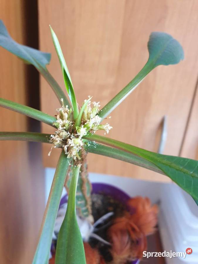 Roślina doniczkowa wilczomlecz białounerwiony mazowieckie Radom sprzedam