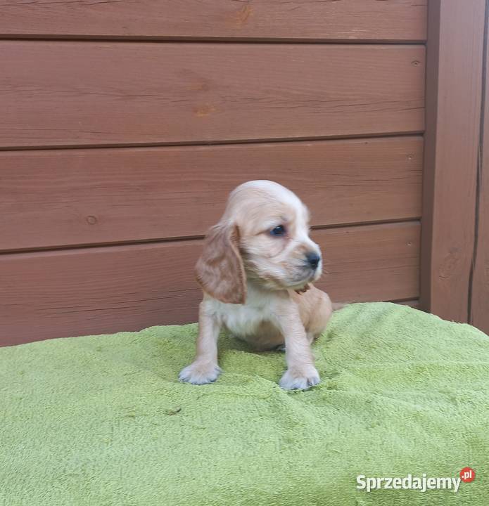 Cocker Spaniel Angielski Piesek Nosek czarny Jutrosin