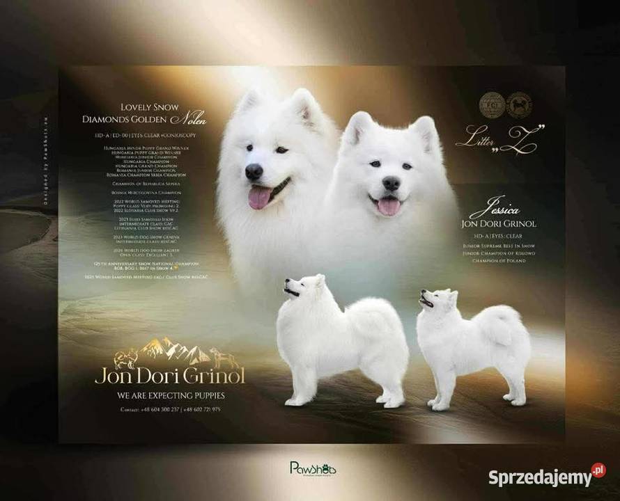 Samoyed szczenięta miot Z Grywałd