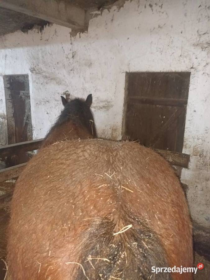 Klacz zakladna zrebna Czyżew sprzedam