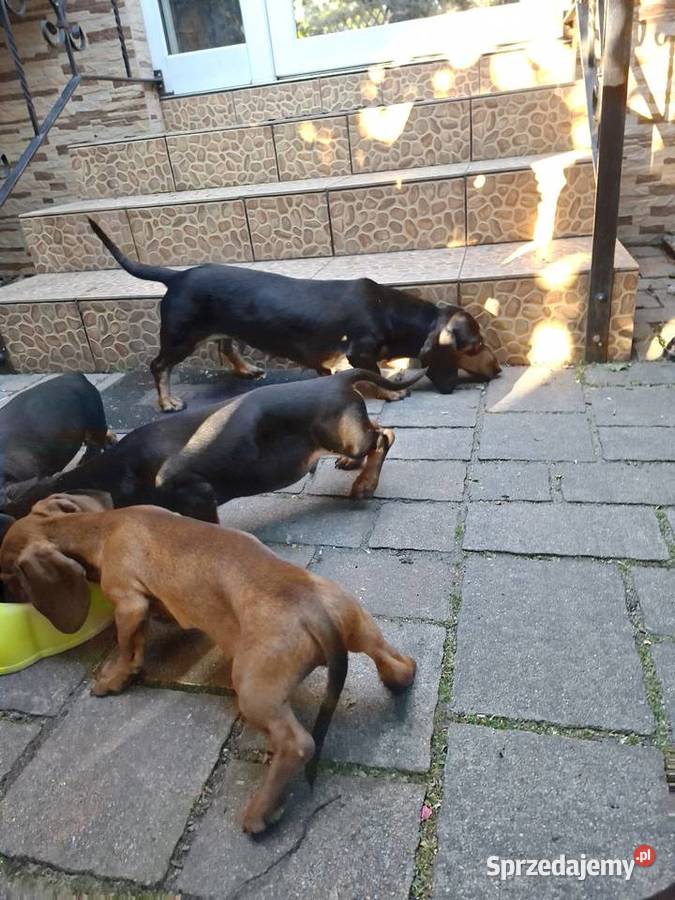 Jamnik czarny piesek Gostyń