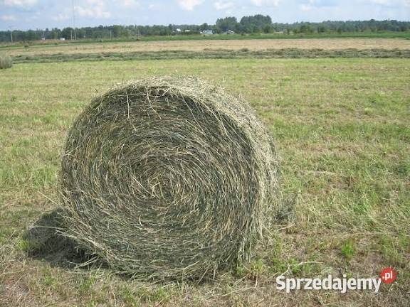 Siano bale 120 sprzedam