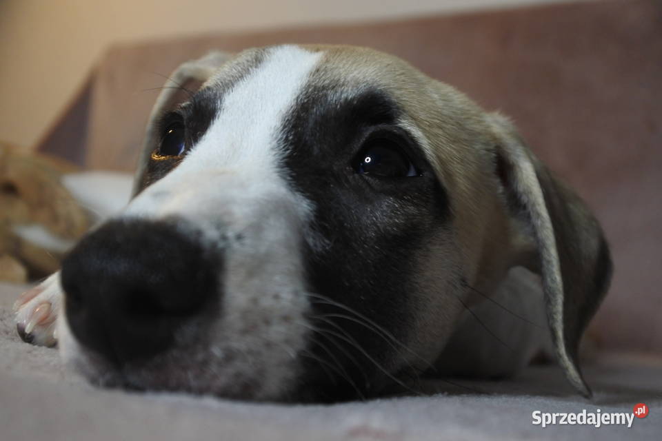 Whippet szczeniaki Konin sprzedam