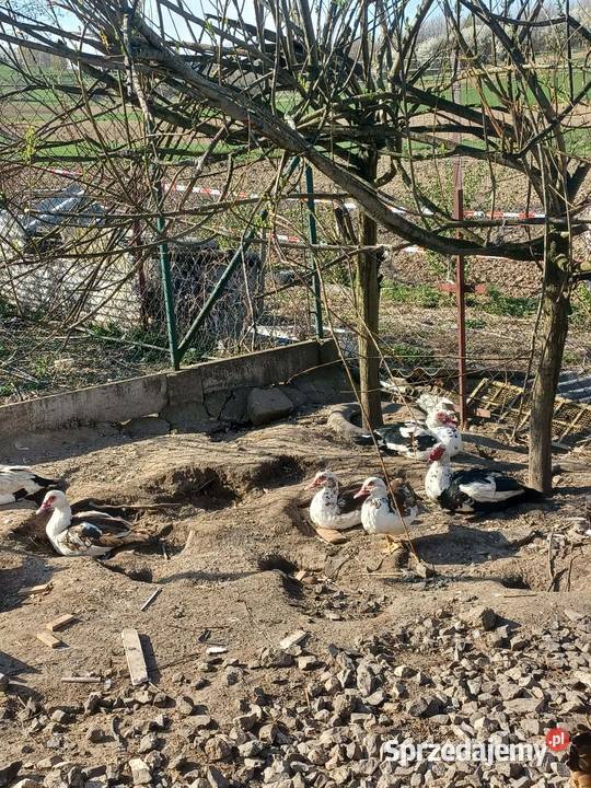 Kaczki francuskie Porąbka Uszewska