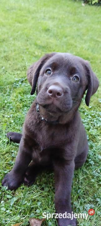 Labrador Retriever Czekoladowa Suczka ZkwpFCI sprzedam