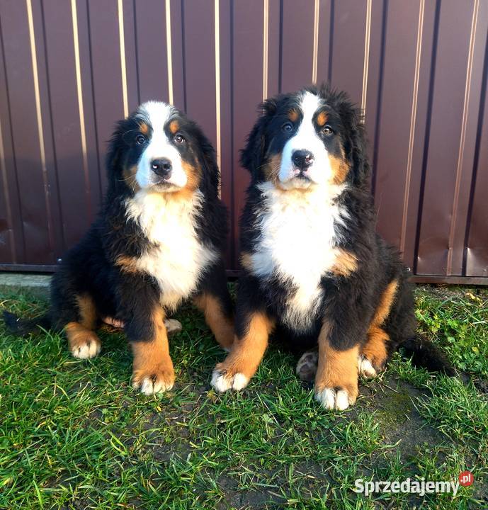 Berneński Pies Pasterski mazowieckie Radom