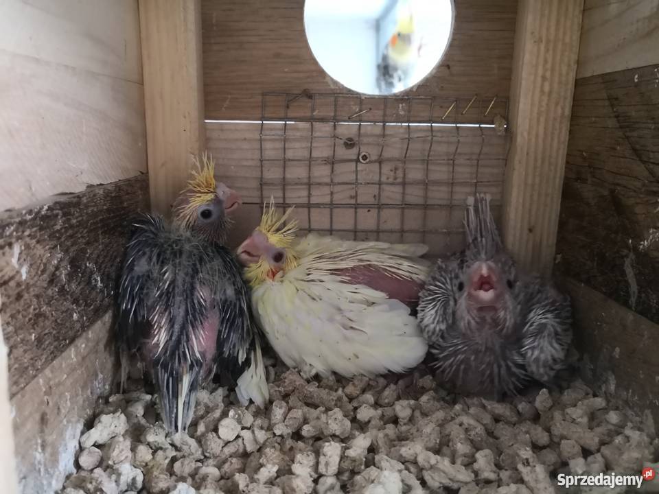 Młode papugi nimfy z 2018r Ptaki lubuskie Zielona Góra sprzedam