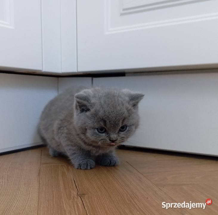 Kotkotek brytyjska niebieską świętokrzyskie Wzdół Rządowy