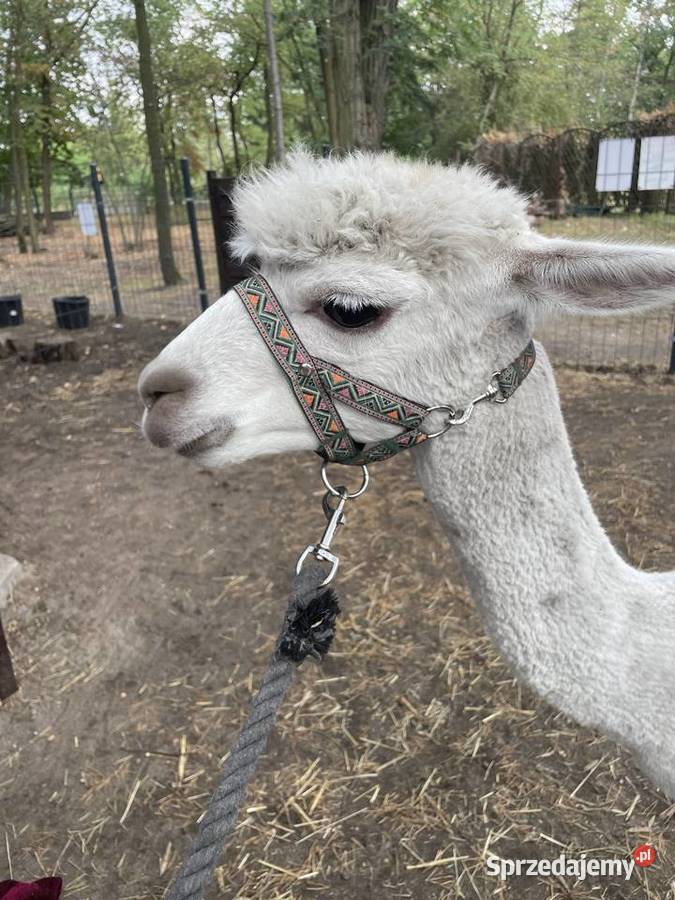 Stado 4 alpak samica i 3 samce alpaki suri mazowieckie