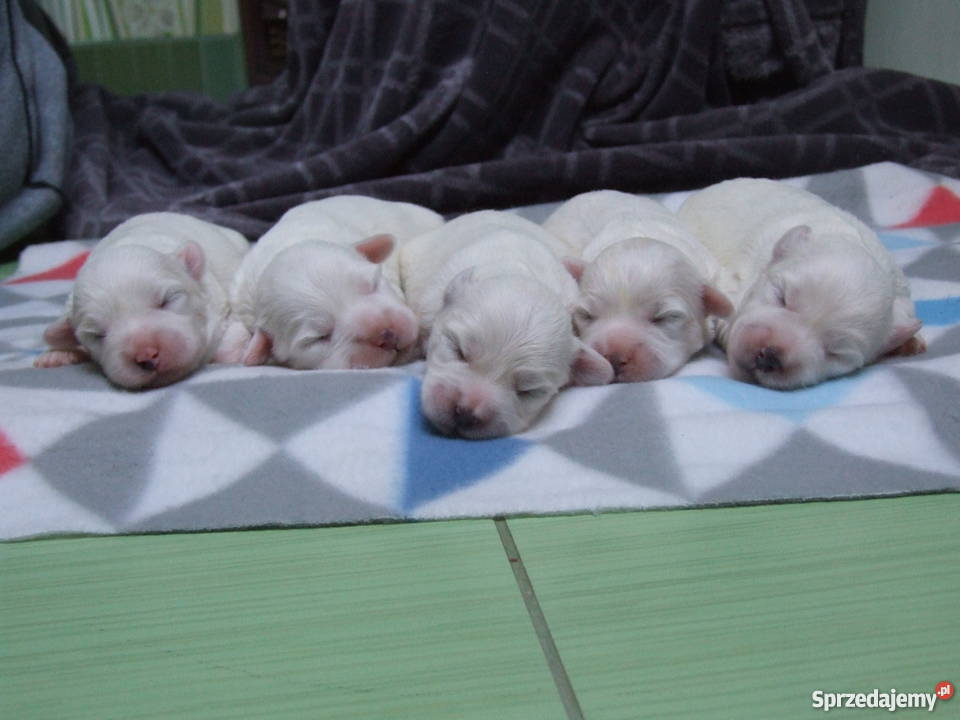 Szczenięta Coton de Tulear wspaniałe psy do Ciechanów