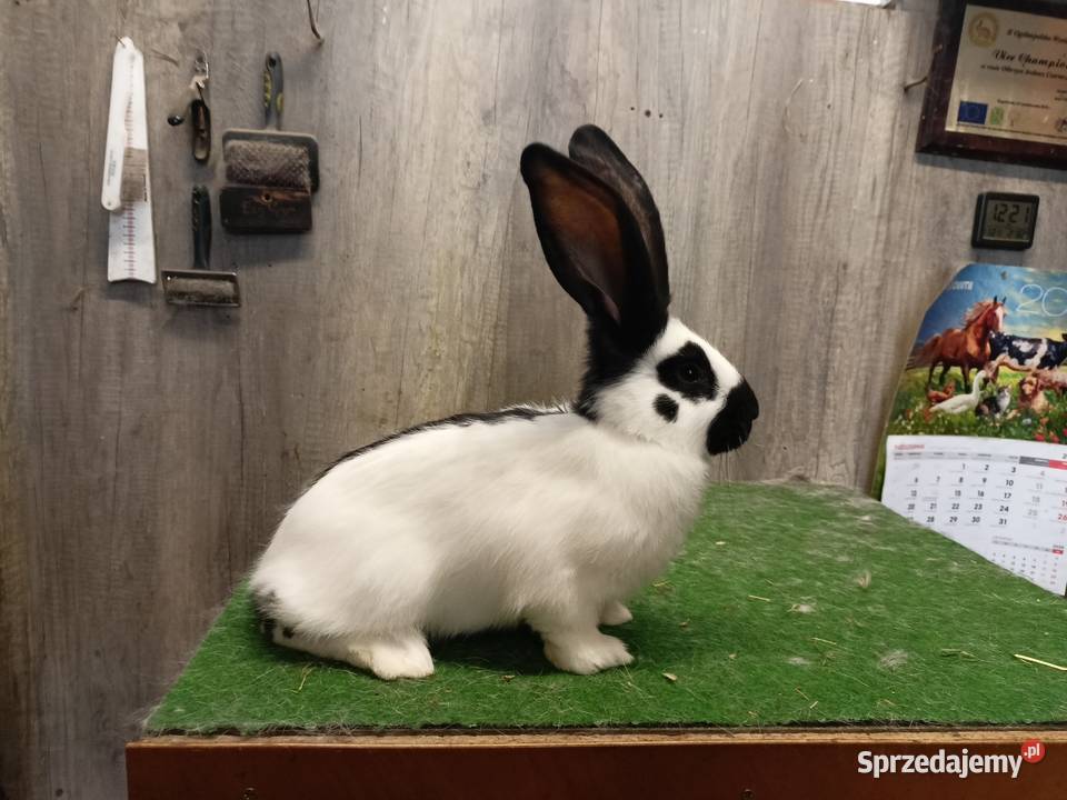 Olbrzym srokacz czarny Leżajsk