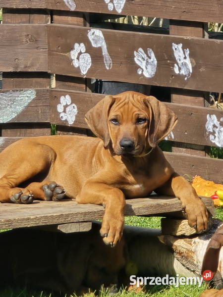 Szczenięta rhodesian ridgeback rodowodowe ZKwP