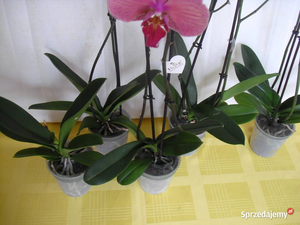 STORCZYKI dolnośląskie Bielawa