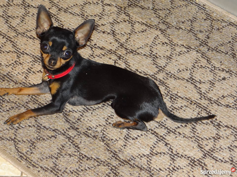 Ratlerekratlerki pinczer pinczerek krycie Wierzbica