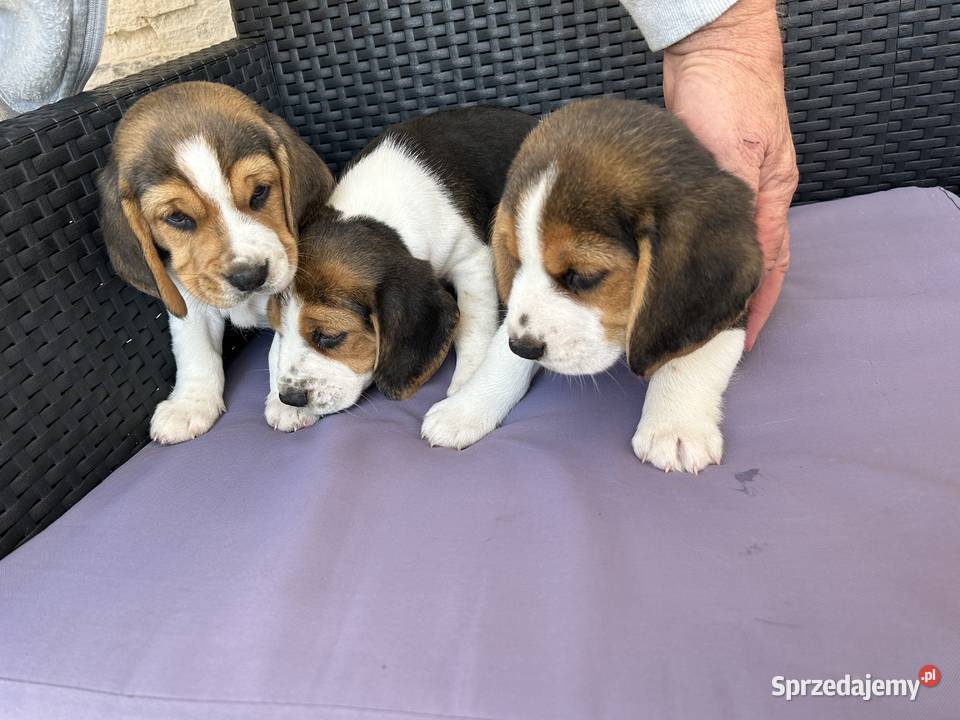 Szczenięta Beagle Mystków