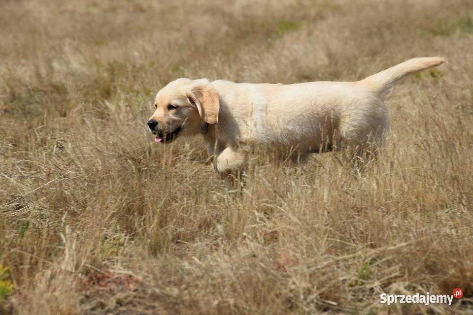 Szczenię Golden Retriever ZKWP FCI Psy Łochów sprzedam