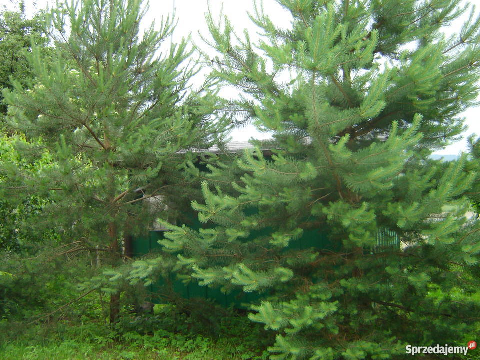 Sprzedam domek Jeziorem Rożnowskim sprzedam