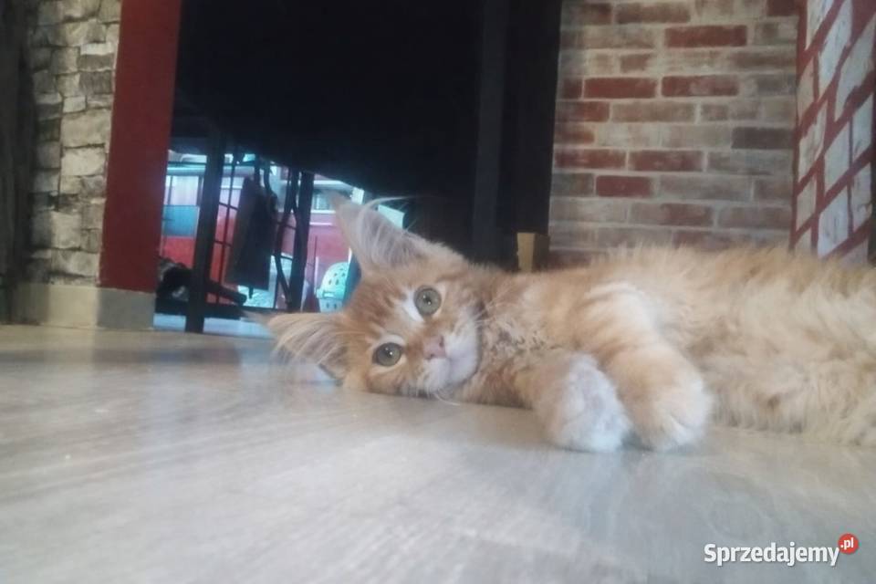 George Maine Coon pomorskie