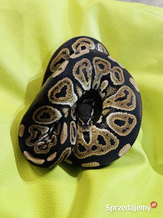 Samica Pyton Królewski Black pastel pied Jastrzębie-Zdrój sprzedam
