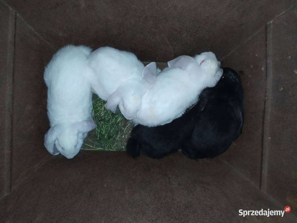 Barany francuskie Szczuczyn