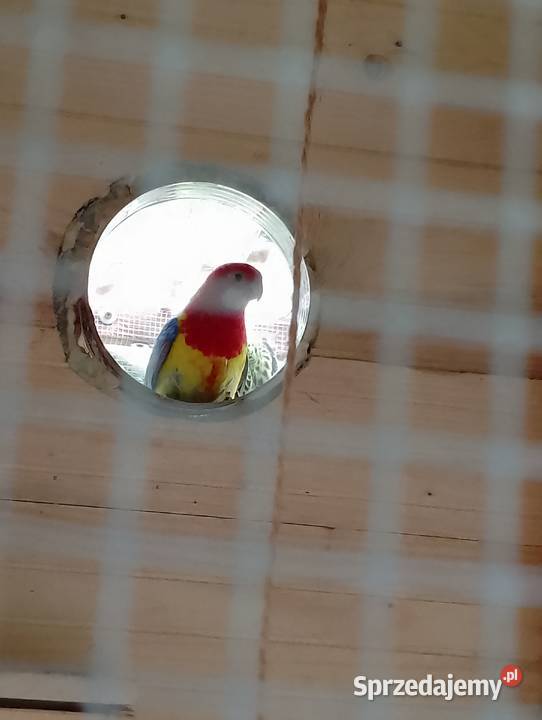 Rozella białolica Jastrzębia