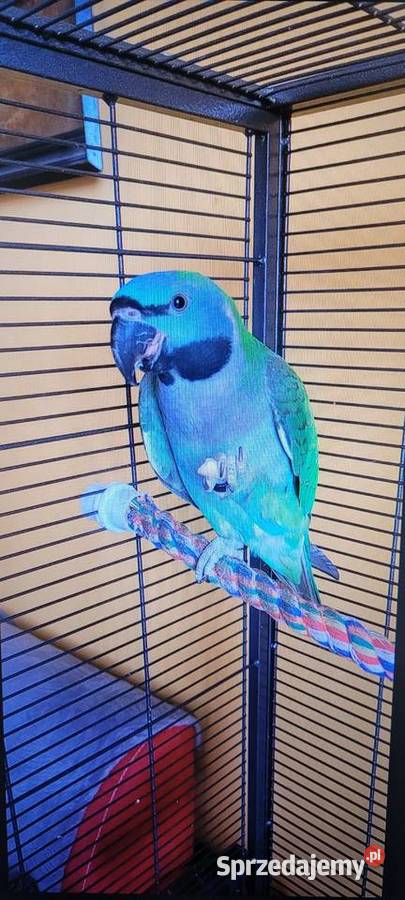 Aleksandretta Chińska na SPRZEDAŻ Cieszyn sprzedam