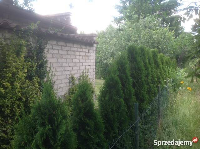 Sprzedam działkę na ROD Las Warszawa Białołęka sprzedam