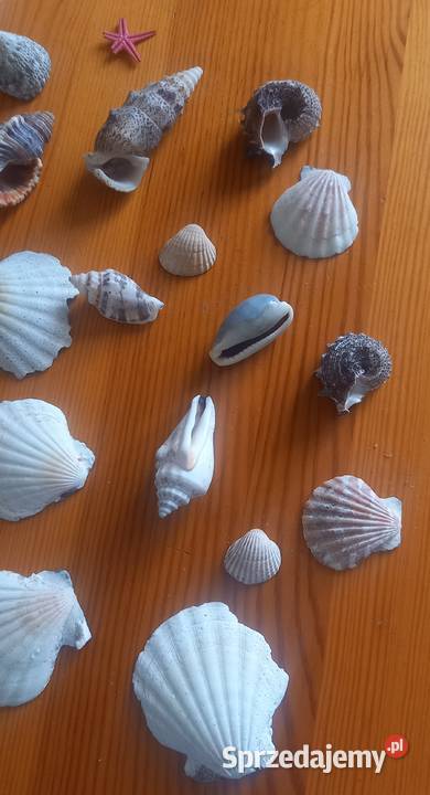 Muszle muszelki kolekcja 26 sztuk Małkinia Górna