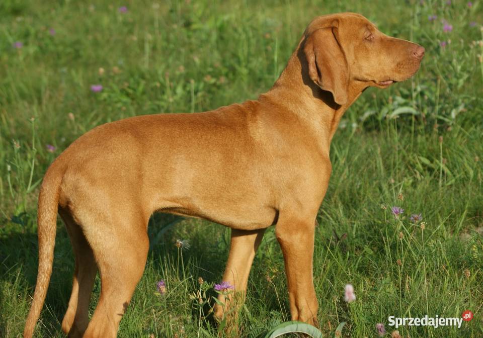 Wyżeł węgierski krótkowłosy hodowla z Bagiennych Hola sprzedam