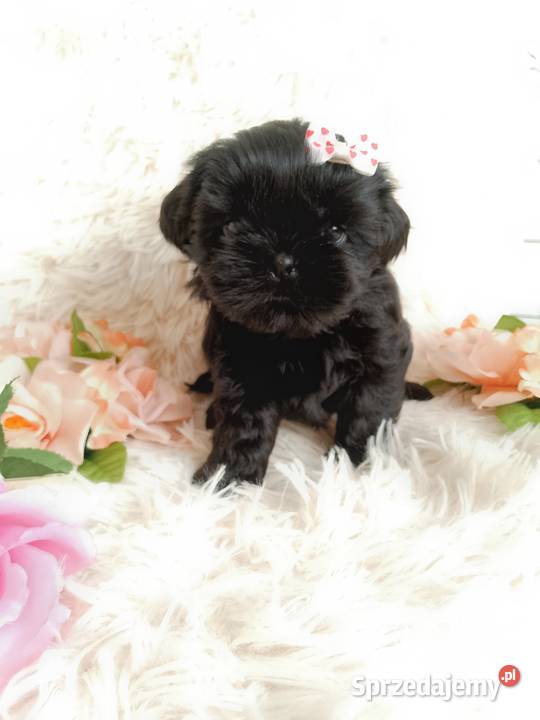 Gotowa do odbioru śliczna suczka rasy ShihTzu Namysłów