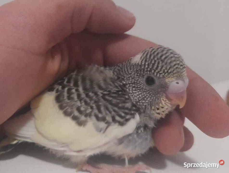 Papuga Falista Ręcznie karmiona Ptaki Tczew