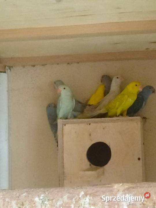 Sprzedam Aleksandręty Rakoniewice