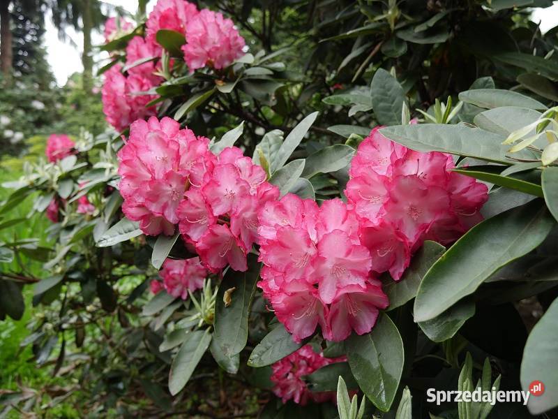 Różanecznik Ann LindsayRhododendron Ann Lindsay Grójec