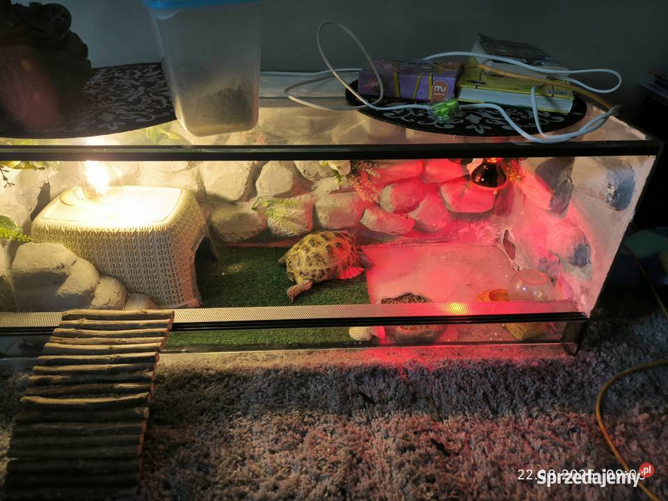 Sprzedam Żółwia stepowego 6 letniego z terarium Kraków