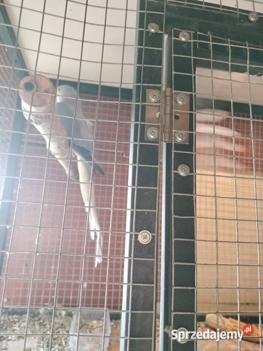 Sprzedam barabandę samiczkę Ptaki Włocławek