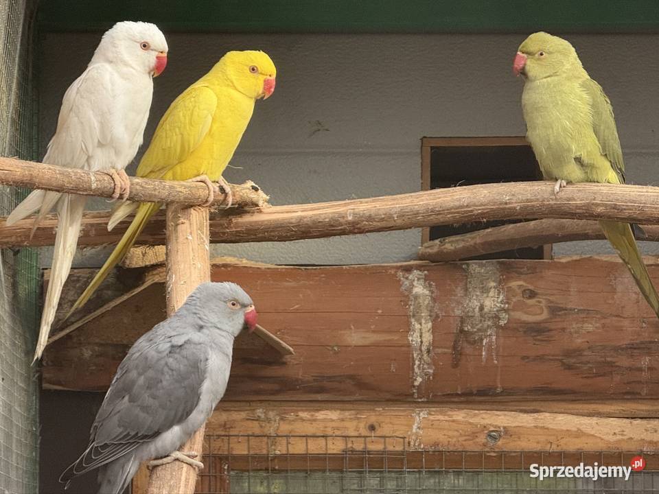 Papugi Aleksandretty obrożne ring neck zielony dolnośląskie Księginice Małe