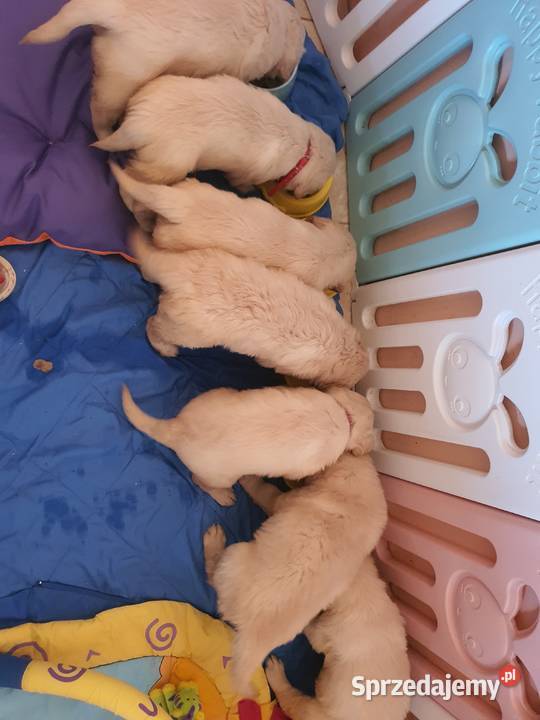 Golden Retriever śliczne szczeniaki Champion łódzkie