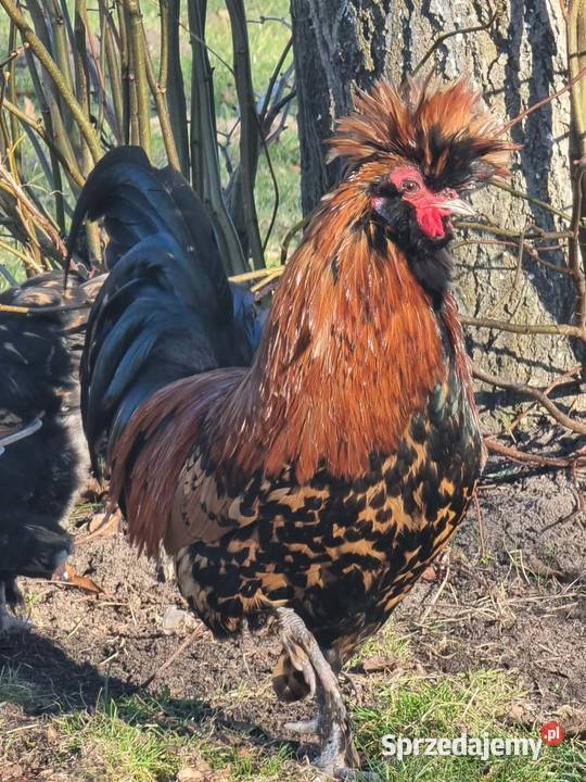 kury pawłowskie jaja lęgowe młode