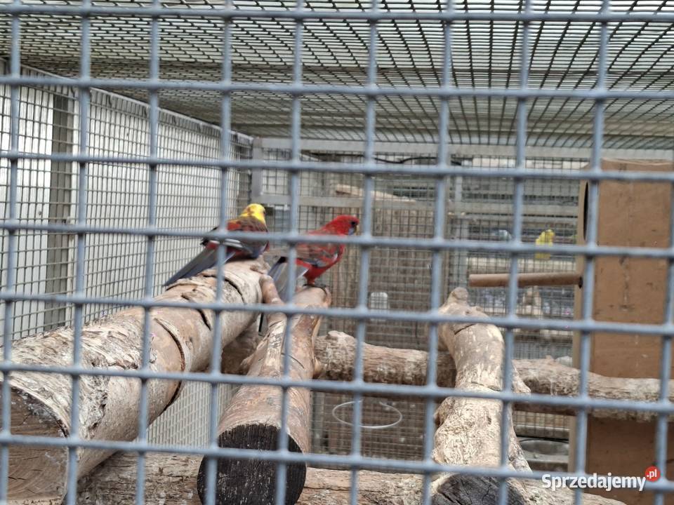 rozelle królewskie szeki dwufakturowe żółte i Czarnocin
