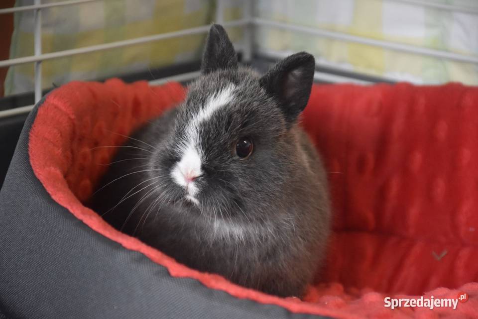 Karzełek rex Miniaturka Mini królik miniaturka Lipno sprzedam