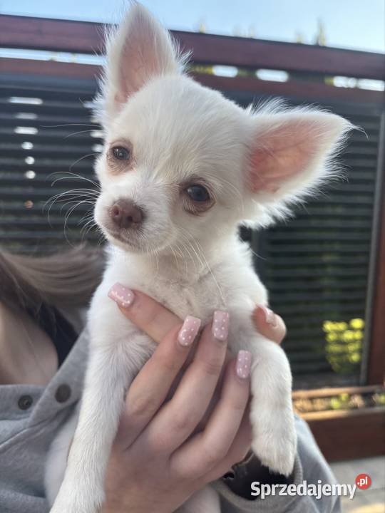 Dziewczynka chichuhaua długowłosa Chihuahua